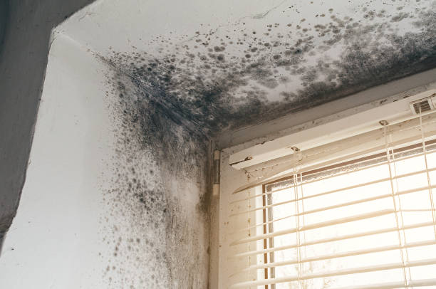Affordable Black Mold Remediation solutions in Crocheron, MD