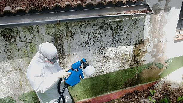 Top rated local Black Mold Remediation specialists in Crocheron, MD